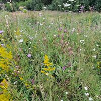 Flora: Blumenwiese beim Naturparkhaus