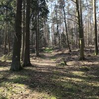 Sonnenkopf