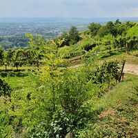 Weinfelder mit Blick zum Kamp