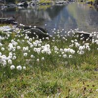 Wollgras auf der Greina-Hochebene