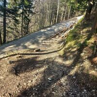 Dieser Forstrasse folgen wir bergab