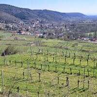 Blick über die Weinfelder nach Schönberg