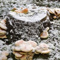 Pilzerlebnispfad - Baumpilze im Schnee