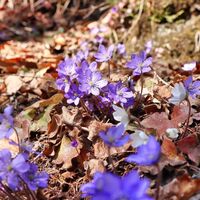 Leberblümchen
