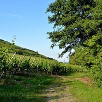 Weinbergwanderung Kaysersberg Sigolsheim