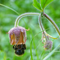 eine Hummel beim Frühstück