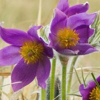Kuhschelle im Naturschutzgebiet "Wachtelberg-Mühlbachtal"