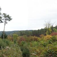 Übergang zu den Mammutbäumen