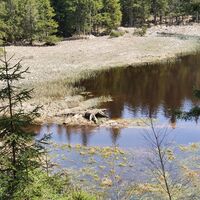 9.5 km Der versumpfte Zufluss zum Pfaffenstegteich