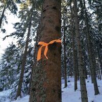 Markierung im Wald