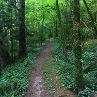 Pfad im Wald