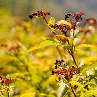mühlbacher hütte rundwanderung über den kaschlsteig_img_28192333