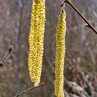 Haselstrauchblüten