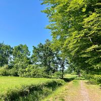 Wallhecken in Aurich