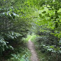 .. auf schönem Waldpfad weiter