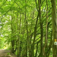 Wandern auf dem Heubergweg