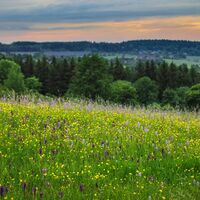 Üppige Bergwiesen im Erzgebirge