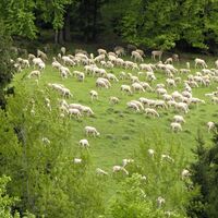 Schafherde beim Eckhof