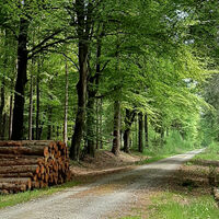 Waldweg im dunkelgrünen Forst Hinzel