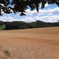 Blauer Hödeken