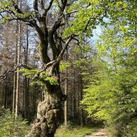 Grenzbuche Markenbaum Südhangweg
