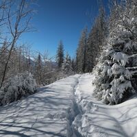 Trail unterhalb Pfyffe