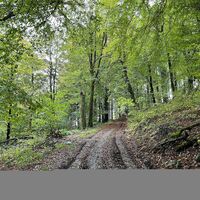 Buchenwald im Frühling am Uplandsteig