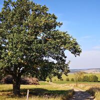 Von Schmieritz zu Fiedelmann und Bauernholz