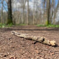 Auen-Trail - Steyr Unterhimmler Au
