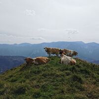 Blick vom Königskogel zur Veitsch