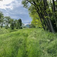 Durchs Gras