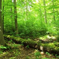 Salzgitter-Bad, Baum im Weg auf Wanderweg Nr. 15