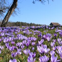 Zavelsteiner Krokusblüte