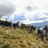 Transhumance in den Vogesen