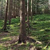 Natur pur findet man im Kollbachtal