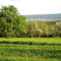 Wiesen rund um Karlsbad