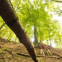 Schlucht im Dieterswald
