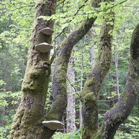 Pilzformationen am Wegesrand.