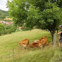 Limpurger Weiderinder im Jagsttal