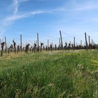 Weinberg im Frühling  - Freckenfeld