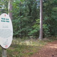 Infostation „Heide wird wieder Wald“ auf dem Waldgeschichtspfad Schooten