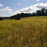 Hühnerwiem Aussicht über Getreidefelder nach Wüsten.jpg