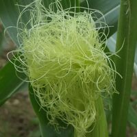 Maisblüte