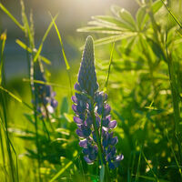 Wilde Lupine©SebastianSchulte