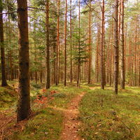 Kirchschlag i. d. Buckl. Welt - Tauchen