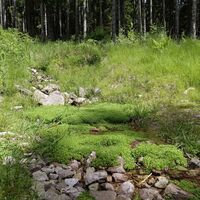 Waldbach im Thüringer Wald