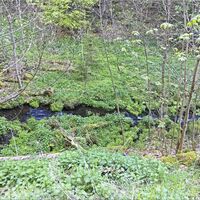 Kuhlbach