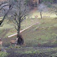 Wildtiergehege Schrattenbach
