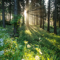 Thüringer Wald