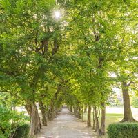 Schlosspark Pöllau, Hainbuchenallee im Sommer in der Oststeiermark